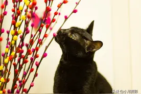 我家的小猫咪，永远的宝贝咪咪图片