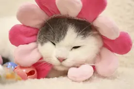 1分钟带你走进宠物美容图片