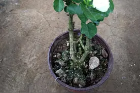 虎头茉莉花香更重，掌握养护细节，花量足整夏不断茬开花图片