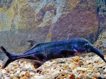 雌雄互换？放电高手？毒死自己？跟随鱼类学家体验神奇的海底世界