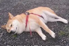 无论你怎样努力，也许只是废柴一枚，为什么你的努力一文不值？图片