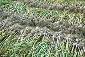 大蒜秸秆弃之可惜，有何办法提升农业利用率？6招可助其变废为宝图片