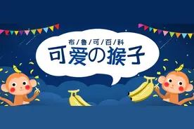 布鲁可小百科｜小猴子图片