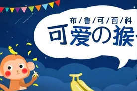 布鲁可小百科｜小猴子图片