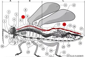 昆虫的体内结构：体型虽小，五脏俱全；系统复杂，超乎想象图片