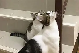 故事：2只猫直勾勾地盯着楼梯扶手，女子凑近一看却笑了：藏的私房钱啊图片