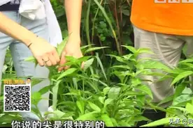 “忧遁草”你听说过吗？原来它的功效还不少，快进来了解一下！