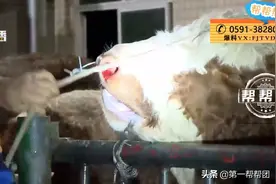 厦门一正规屠宰场给牛注水？负责人激动称：管子插鼻孔只是喂水图片
