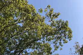 专业英语Day318丨把生产分割成同质性的不同阶段图片