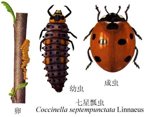 蛹,成虫四个阶段,瓢虫产卵到羽化约30天,成虫寿命长达3个月,有些种类