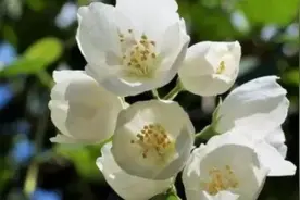 茉莉为什么掉花图片