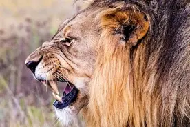 关于狮子的14个知识，你知道几个？雄狮地位让男人羡慕图片