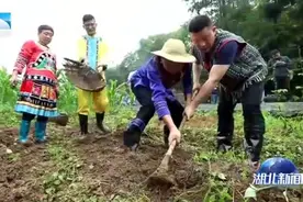 大山的回答 | 恩施鹤峰：“土豆大王”的心愿图片
