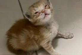 捡到一只“烂眼猫”，女孩说不在乎猫颜值，却意外收获一只超美猫图片