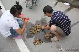 故事：一位苏北人摸“知了猴”的经验之谈图片