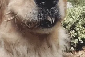 金毛把小鸡咬在嘴里，主人掰不开嘴巴，气得一直跺脚图片