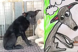 小学生抽象风格画帮找家　她暖心曝：去年画的全被收编图片