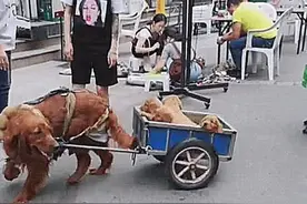 狗狗被当成马在拉货，正要上去斥责，看到货物后，心却融化了图片