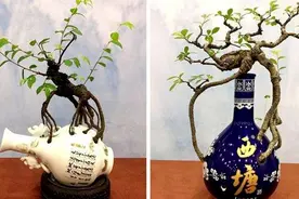酒瓶外形好看就拿来当花盆，搭配文竹、吊兰、金枝玉叶，特美图片