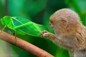 惊艳了！最新高分纪录片《小小世界》图片