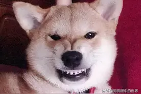 狗狗对主人龇牙，该不该打？该出手时别手软图片