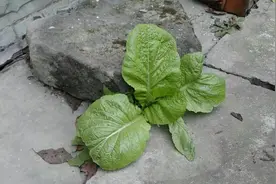 农村抠门大爷院子砖缝里蔬菜长10年，5平方米栽10多种，看啥情况图片