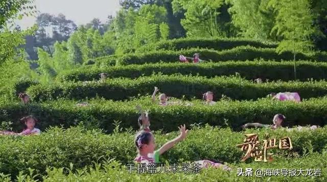 学习强国“每日一曲”，今天推荐龙岩《采茶扑蝶》
