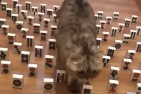 猫咪原来这么“贼”图片