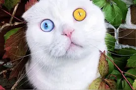 一黄一蓝，俄罗斯一只白猫有对双色眼萌萌哒，走红网络图片