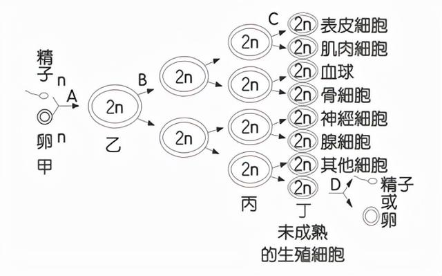 DNA里隐藏了生命所有的秘密，这是怎么实现的？