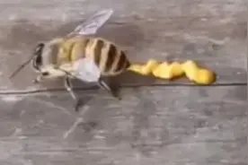 蜜蜂居然能拉出这么大一坨粑粑？看完我放下了手里的蛋黄酱图片