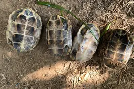 陆龟？广州一小山上乌龟乱爬，路过的钓鱼人：捡了好多图片