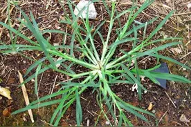 农民讨厌的牛筋草，根系发达能保持水土，很好的药用价值了解一下图片