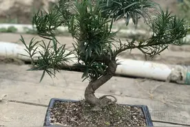 大叶罗汉松，S造型图片