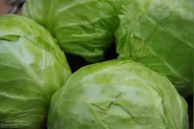 甘蓝2毛一斤，土豆堆积没人要，一车生菜30元，菜贱伤农，该咋办图片