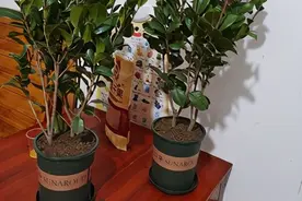 河南茶花苗木夏季伏天的扦插技术图片