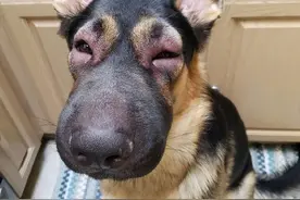 当一群狗狗被蜜蜂叮咬过后肿得像馒头，画面又好笑又让人心疼图片