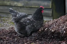 外公临死前说想吃鸡肉，母亲没舍得杀掉家里唯一下蛋的母鸡，遗恨终生图片