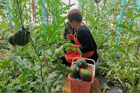 蔬菜大棚种植所用的吊绳选择是有玄机的，这3点要考虑好再购买图片