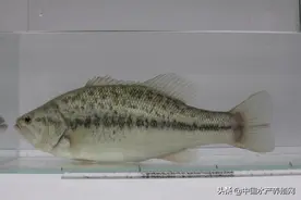 这个加州鲈苗种可不一般，适饲料、训食快、SPF全流程培育图片