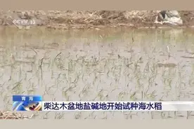 点赞！袁隆平团队在柴达木盆地盐碱地试种“海水稻”，了不起！图片
