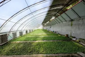 夏季大棚高温40度，这样降温最有效图片