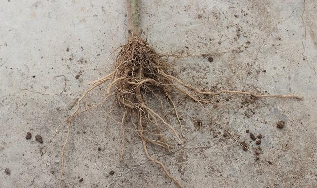 什么样的大量元素水溶肥能生根养地？