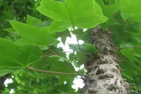 植物界的“刺头”，乔木树种中的平头哥——刺楸图片