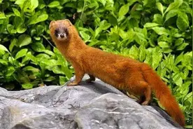 有关黄鼠狼的故事图片