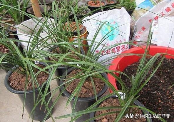 兰花施肥是个热门的话题，今天就谈谈施不施肥或者怎么施吧