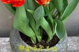 盆栽郁金香，做好这5点，花开艳丽美如画，妆点居家必备花图片