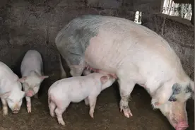 农村小伙在家养猪，小猪开始学会吃东西了，猜猜是什么品种的