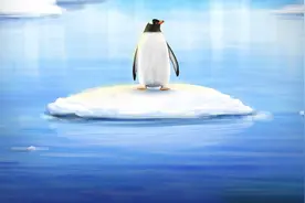 曾经我是一只自卑的“企鹅”图片