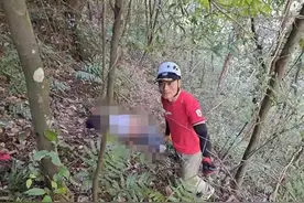 浙江男子进山抓蜂不幸身亡，地雷蜂到底是什么蜂？被蛰了怎么办？图片